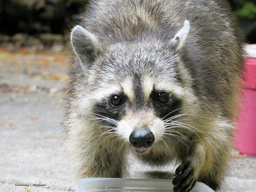 Lunch with a Raccoon Photograph by Kimmary I MacLean - Fine Art America