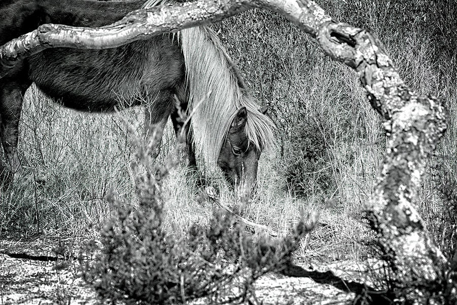 Lunchtime for Assateague Pony Monochrome Photograph by Bill Swartwout