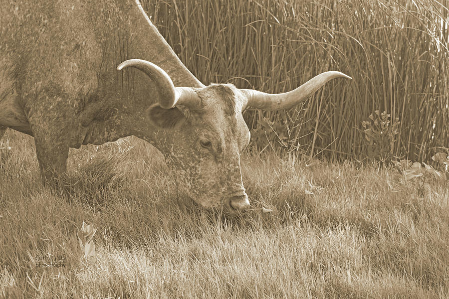 Lunchtime For Longhorn Cow In Sepia Photograph by Cathy Valle