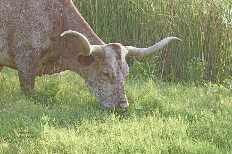 Lunchtime For Longhorns Photograph by Cathy Valle