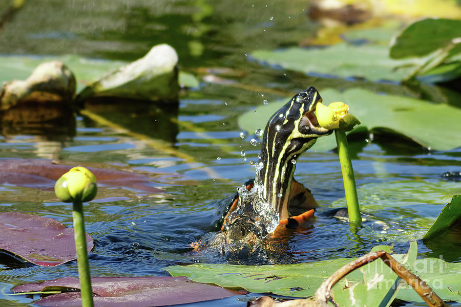 Lunchtime for Painted Turtle in Florida Photograph by Natural Focal Point Photography