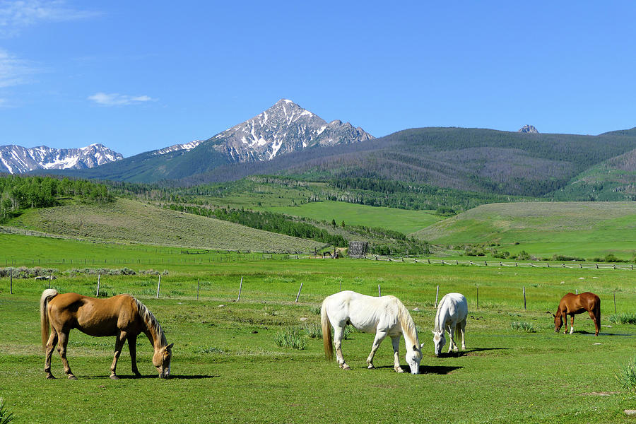 Lunchtime Grazing Spot Photograph by Sunniye Buesing - Fine Art America