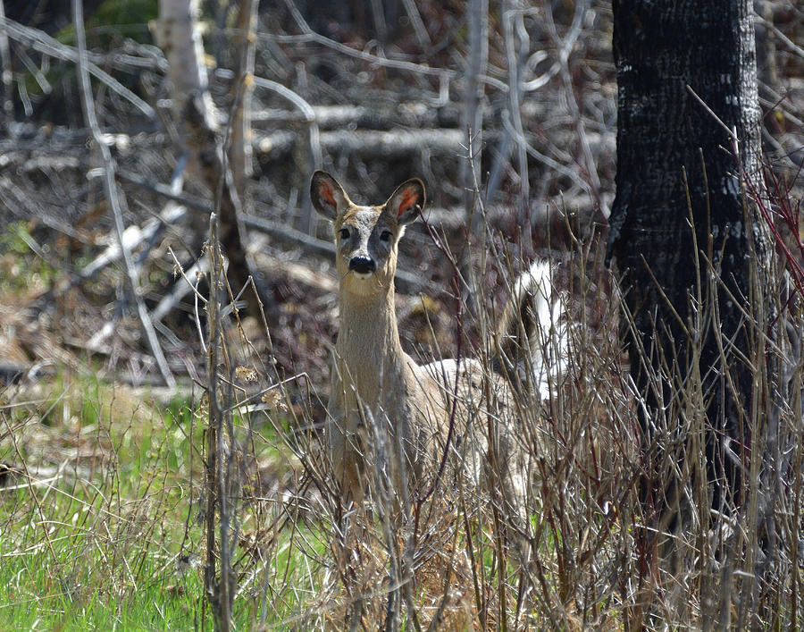 Lunchus Interruptus-White-tailed Deer Photograph by David Porteus