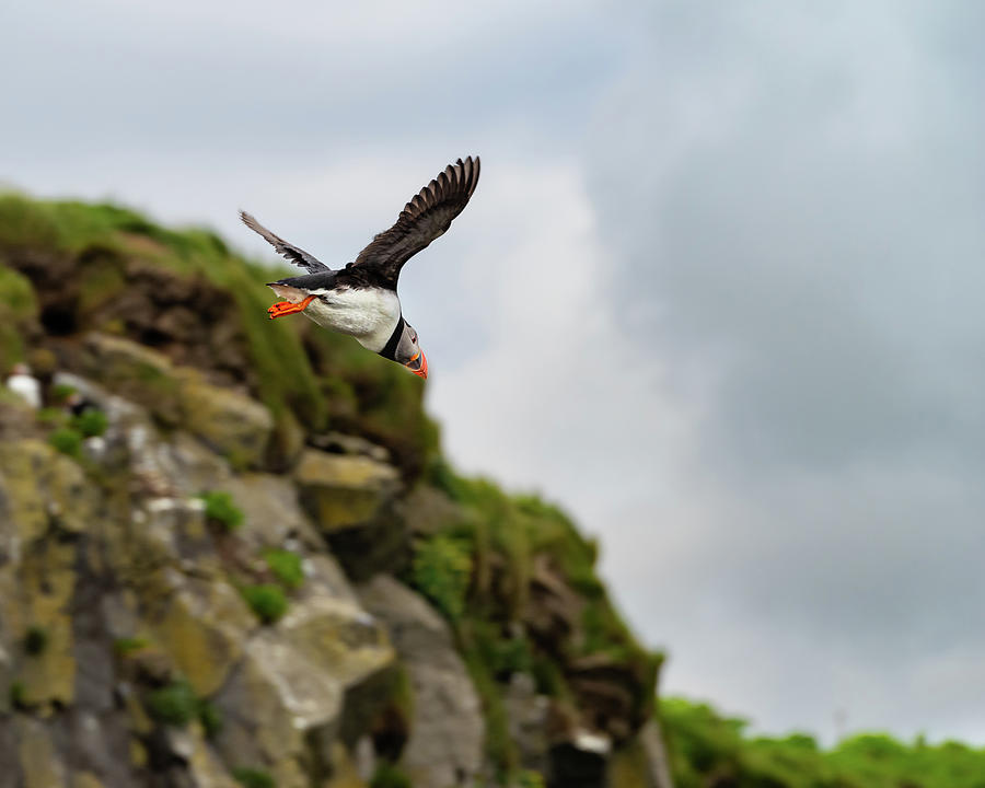 Lundi - Icelands Atlantic Puffin I Photograph by William Dickman