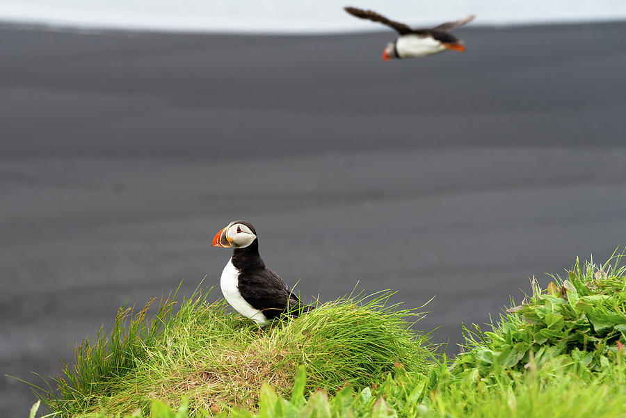 Lundi - Icelands Atlantic Puffin II Photograph by William Dickman