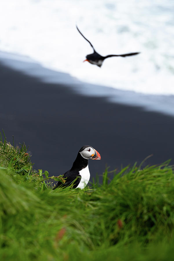 Lundi - Icelands Atlantic Puffin III Photograph by William Dickman