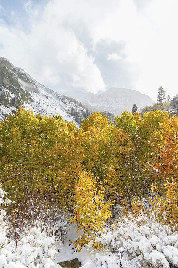 Lundy Canyon autumn colors after a fresh snow Photograph by James Brown