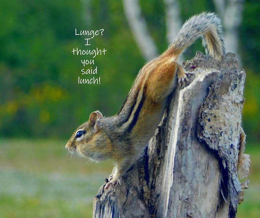 Lunge or lunch Photograph by Karen Cook - Fine Art America