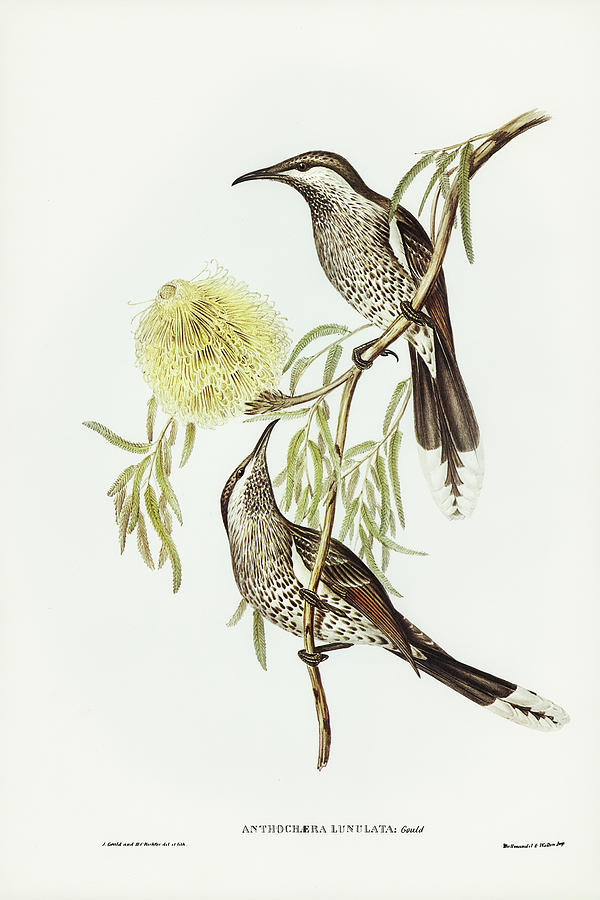 John Gould Drawing - Lunulated Wattle Bird, Anthochaera lunulata by John Gould