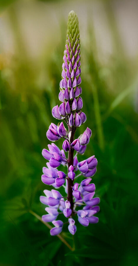Lupin Photograph by Alan Norsworthy Lupin Photograph by Alan Norsworthy
