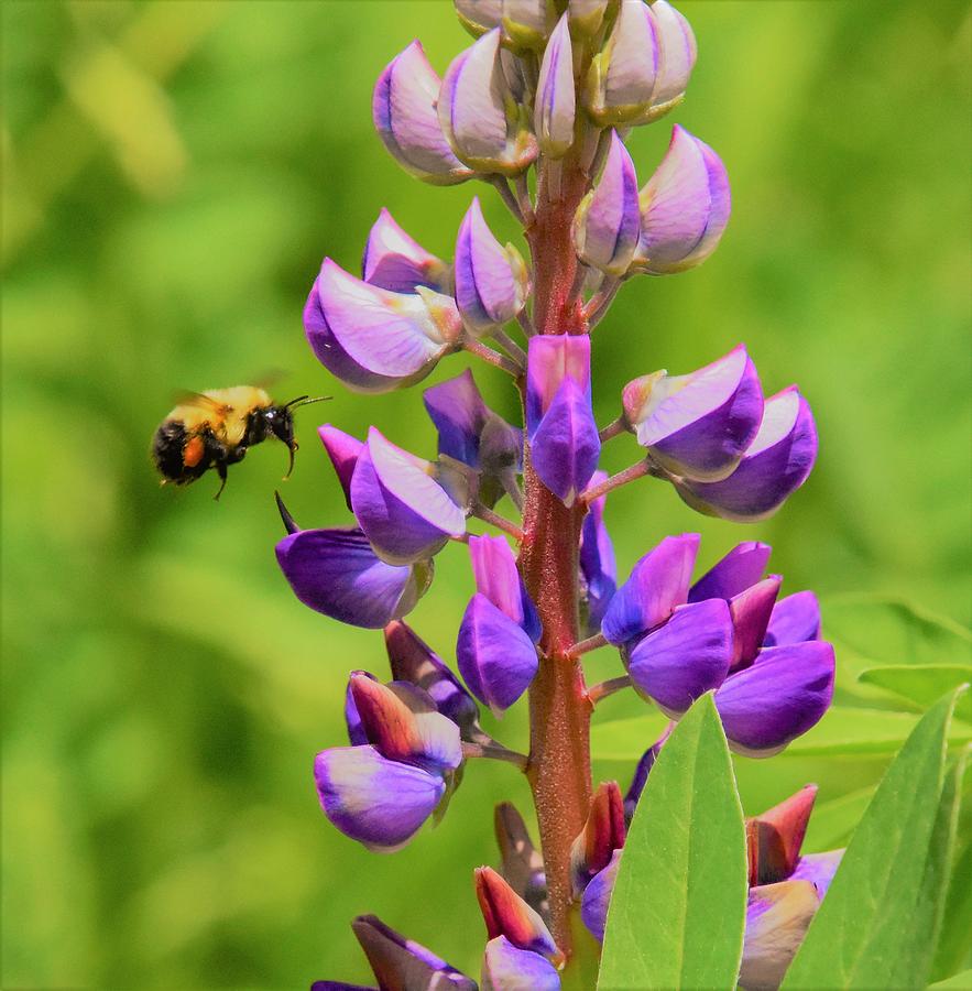 - Lupin and the Bee Photograph by THERESA Nye