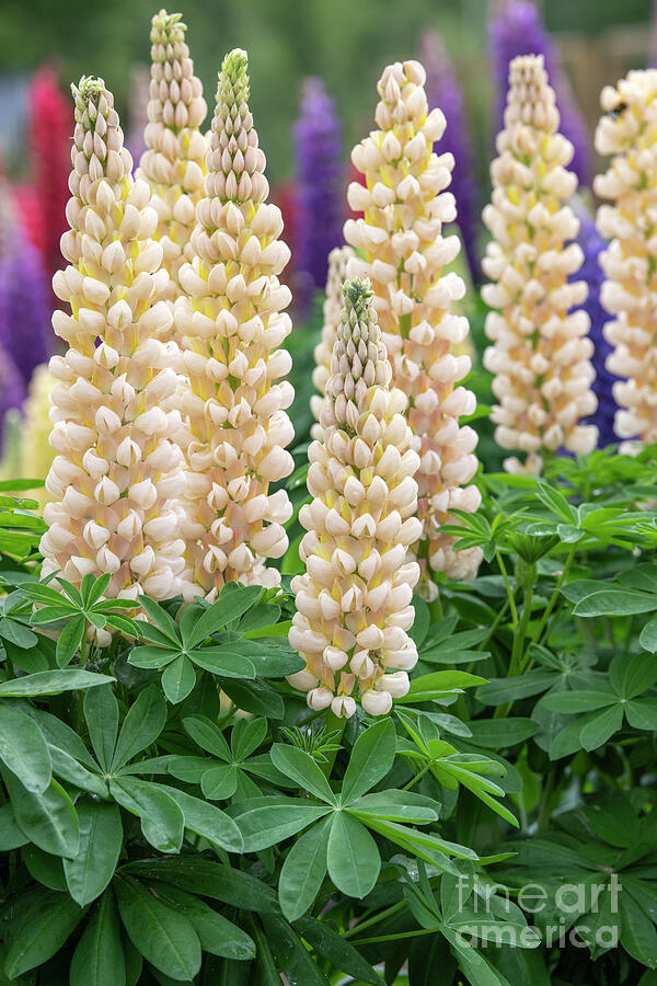 Lupin Cashmere Cream Flowers in an English Garden Photograph by Tim Gainey