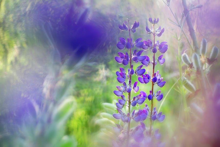 Lupin color blast Photograph by Dirk Ercken