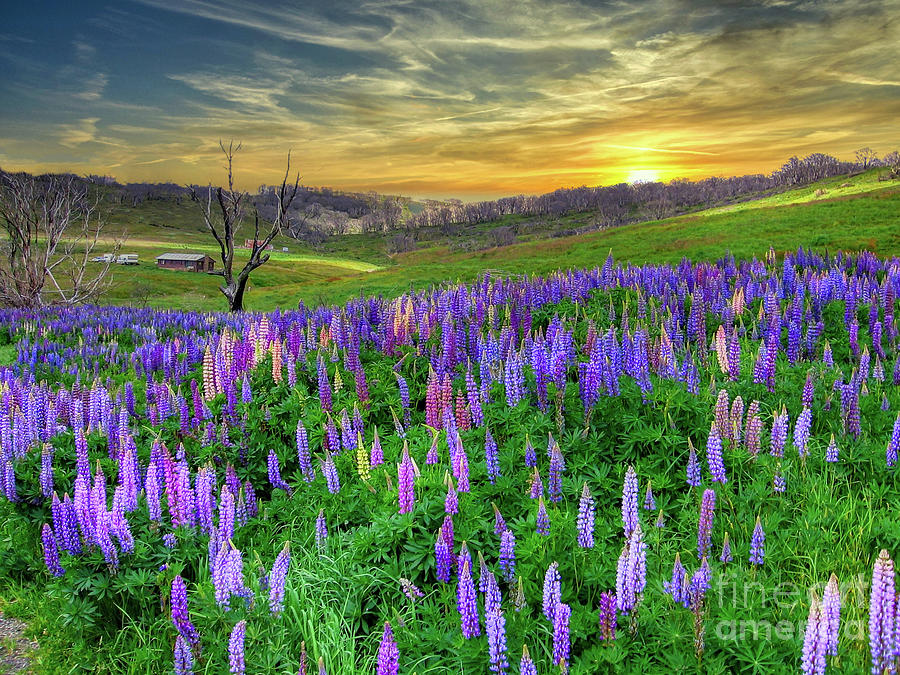 Wildflower Lupins in the Field Photograph by Elaine Manley