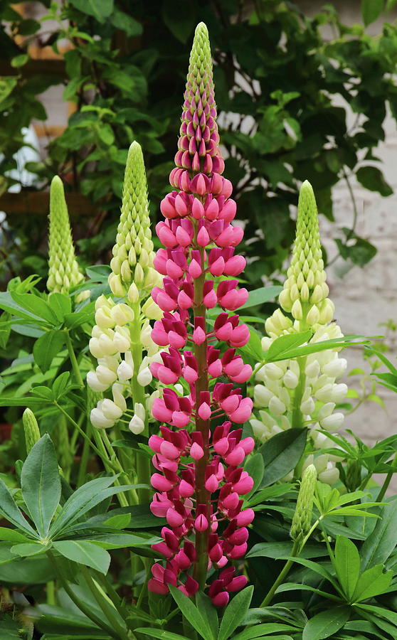 Lupin Flowers Photograph by Jeff Townsend