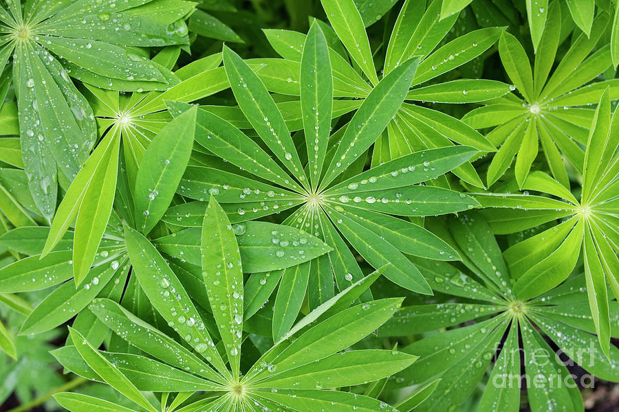 Lupin Leaves and Raindrops in the Spring Photograph by Tim Gainey