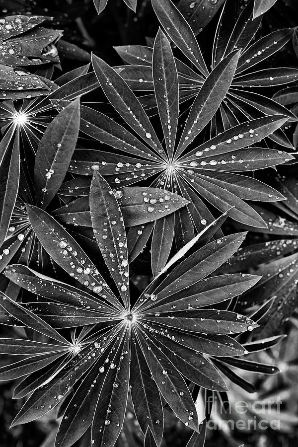 Lupin Leaves and Raindrops Monochrome Photograph by Tim Gainey