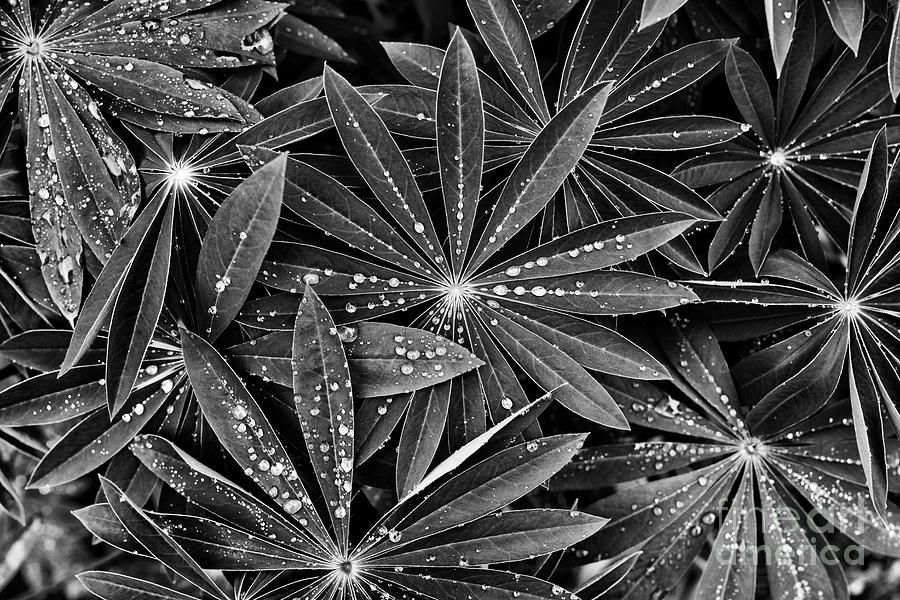 Lupin Leaves and Raindrops Photograph by Tim Gainey