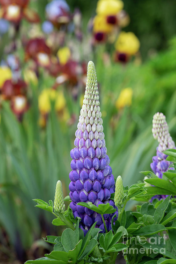 Lupin Persian Slipper Flower in Summer Photograph by Tim Gainey
