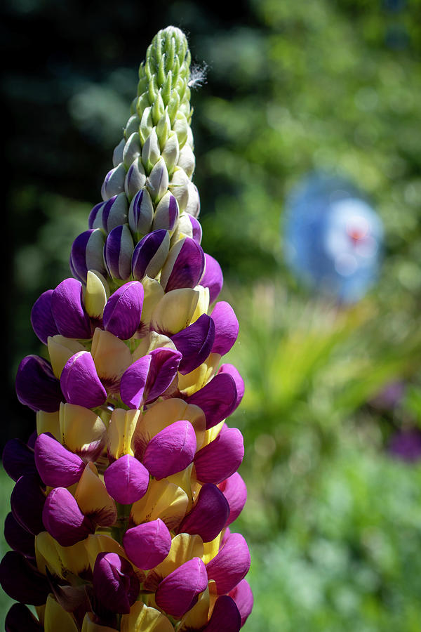 Lupin-Purple and Gold Photograph by Kara Johnston - Fine Art America