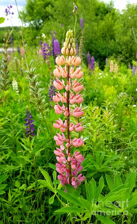 Lupin Summer 2021 Photograph by Michael Graham