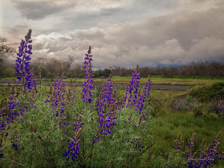 Lupine @ Oakdale Rec. Photograph by Mark Robert Bein