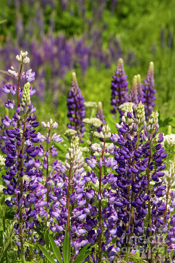 Lupine 2 Photograph by Louise Magno