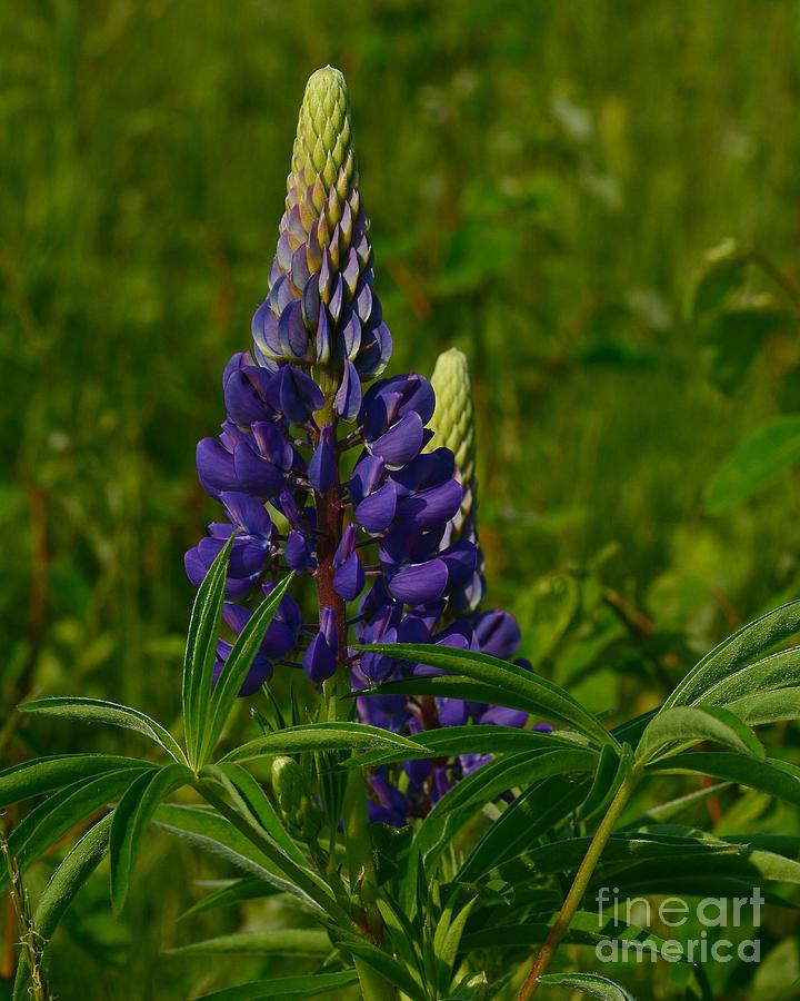 Lupine #4 Photograph by Steve Brown