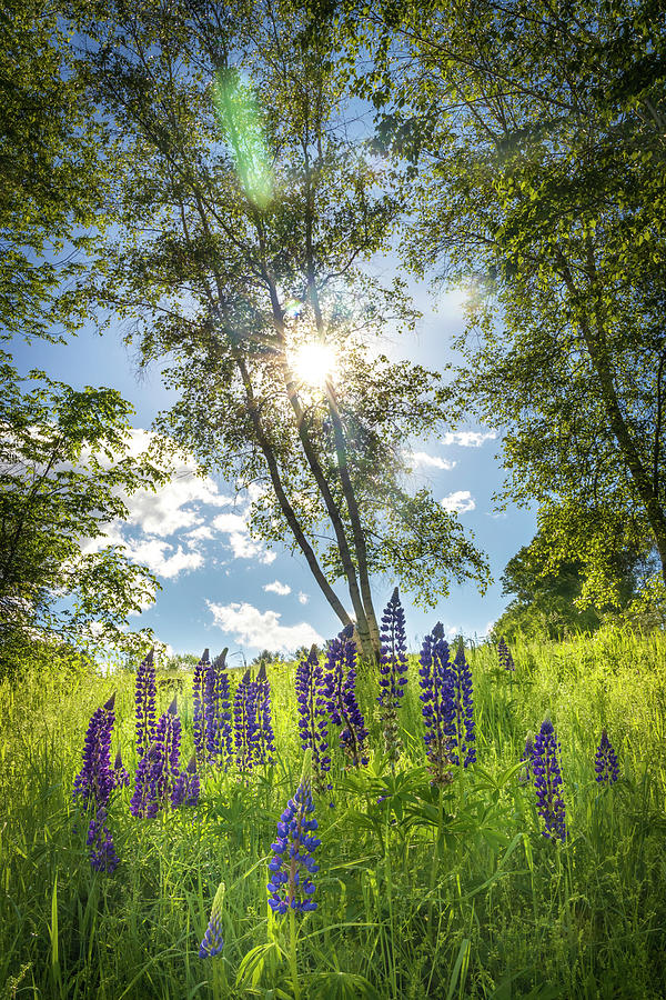 Lupine Afternoon Sunshine Photograph by White Mountain Images