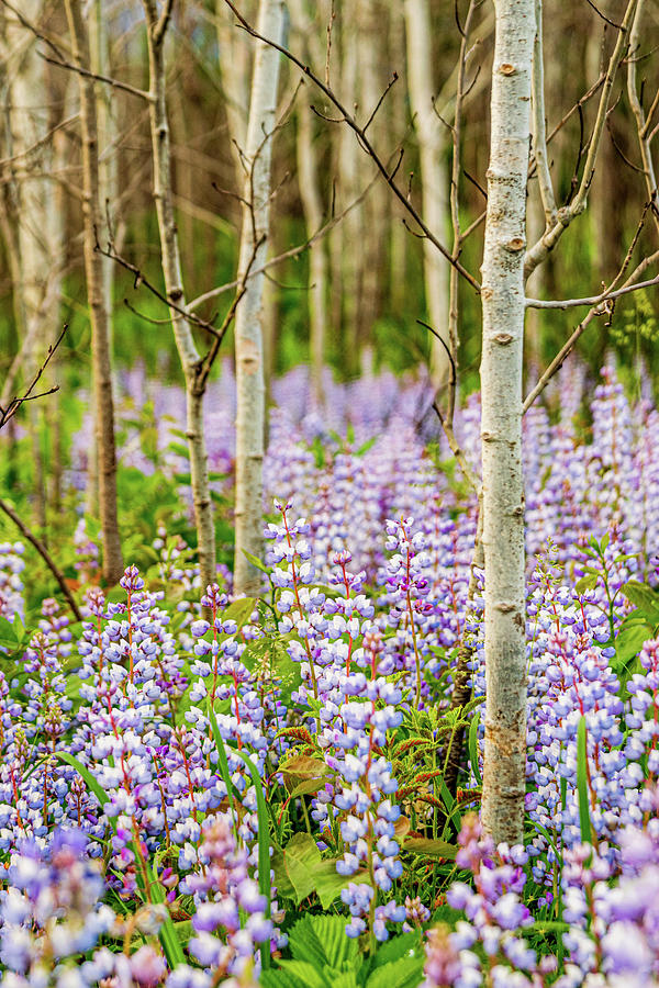 Lupine Photograph - Lupine and Aspen by Flowstate Photography