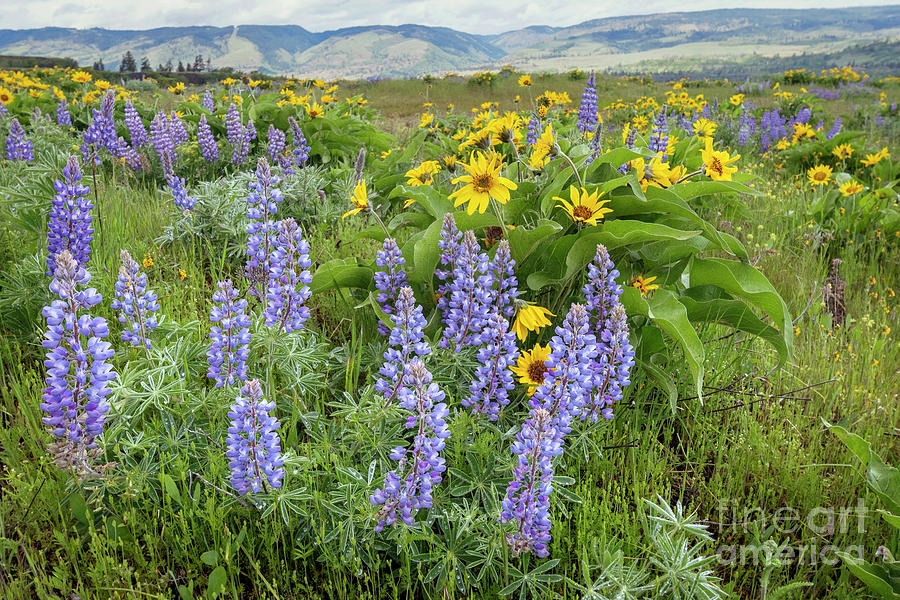 Lupine and Balsamroot Photograph by Kristine Anderson