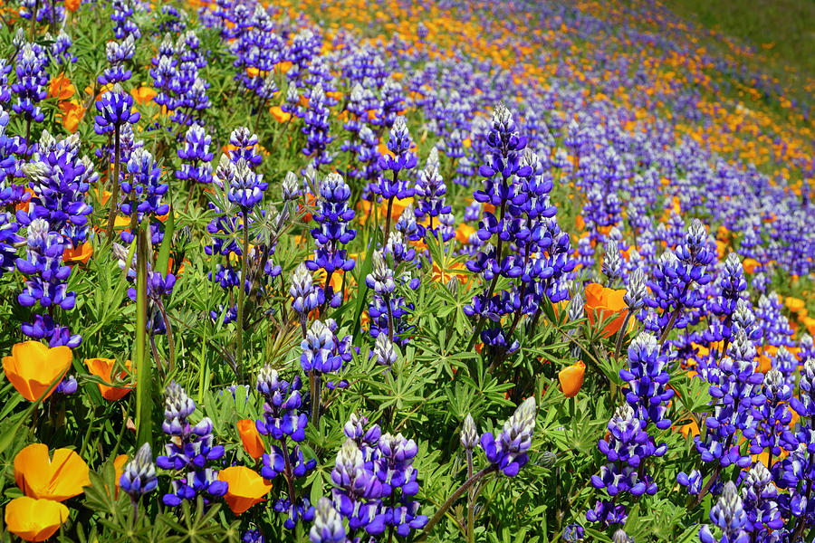 Lupine and California Poppies Wildflowers 14 Photograph by Lindsay Thomson