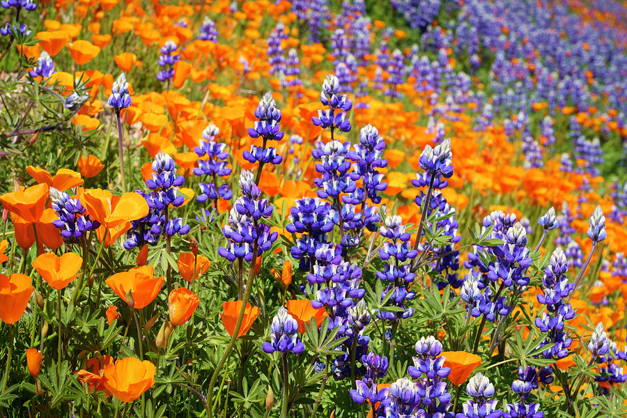Lupine and California Poppies Wildflowers 15 Photograph by Lindsay Thomson
