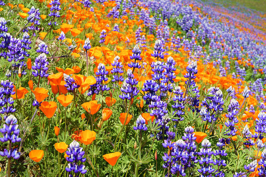Lupine and California Poppies Wildflowers 16 Photograph by Lindsay Thomson