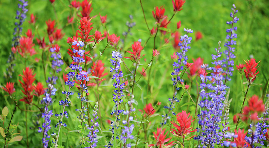 Lupine And Paintbrush Photograph