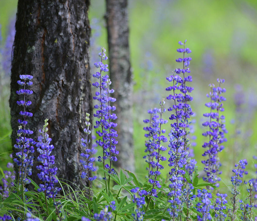 Nature Photograph - Lupine and Pine by Whispering Peaks Photography