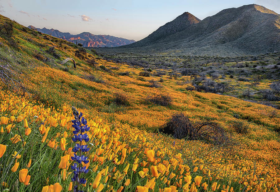 Lupine and Poppies and the Gold Field Mountains Photograph by Dave Dilli