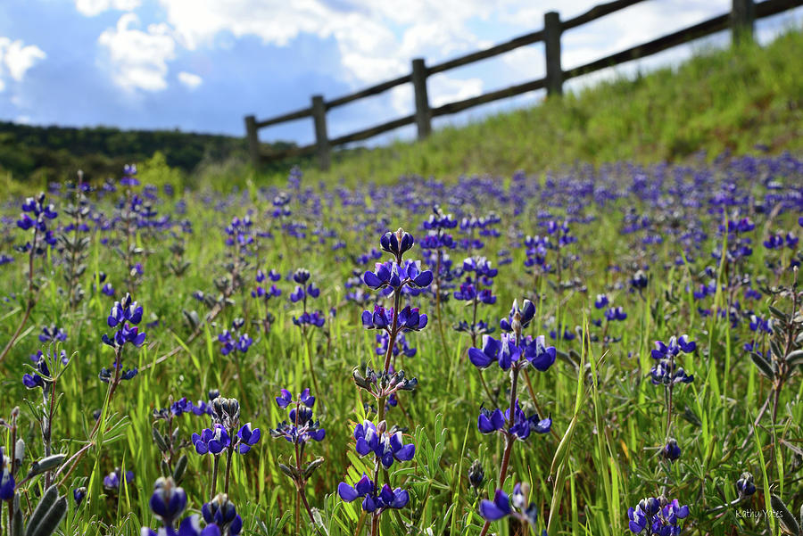 Lupine And The Fence Photograph