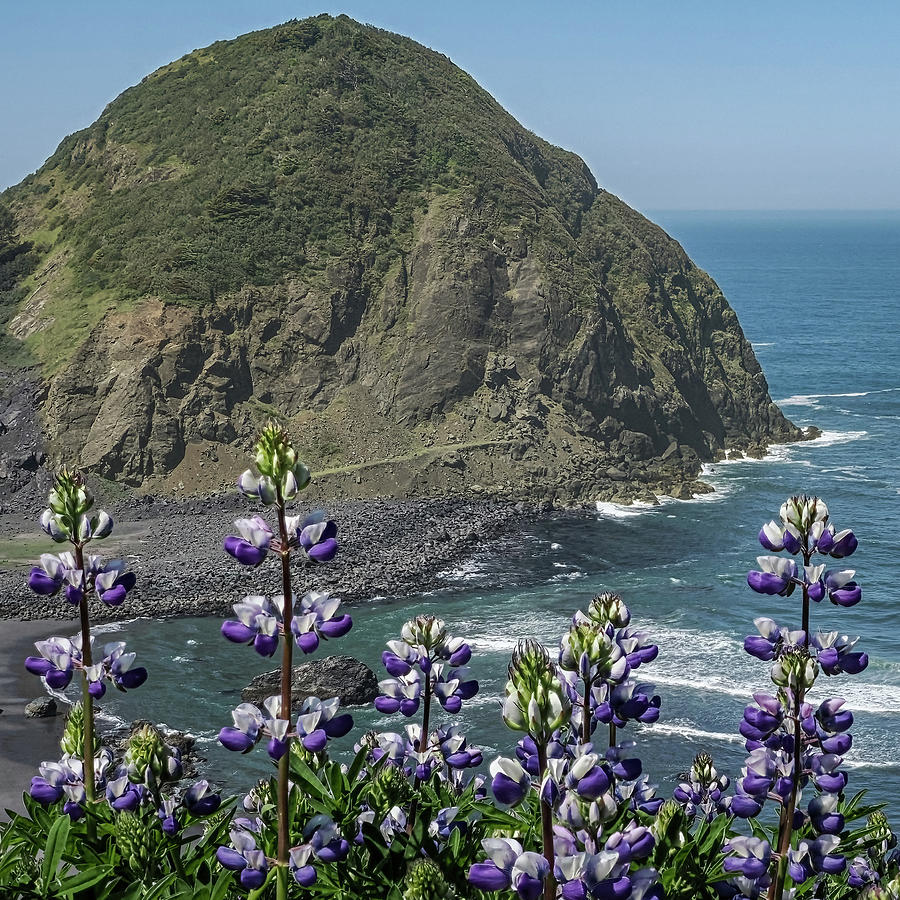 Lupine and the Rock... Photograph by David Choate - Fine Art America