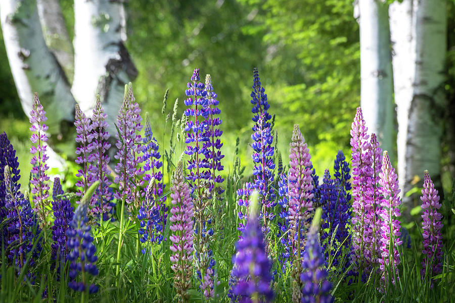Lupine Birches Photograph by White Mountain Images