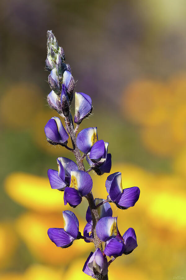 Lupine Bloom Photograph by Rick Furmanek