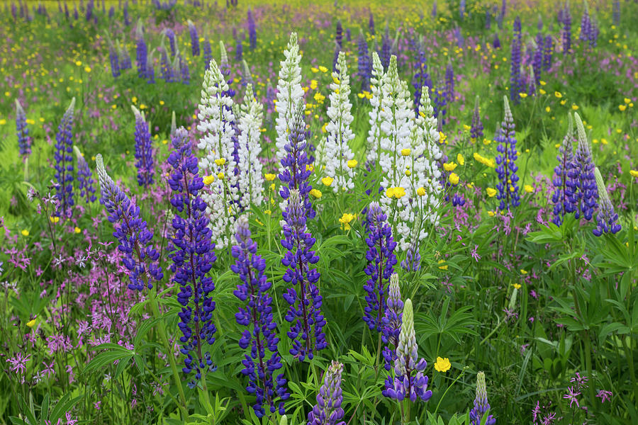 Flower Photograph - Lupine Bouquet by White Mountain Images