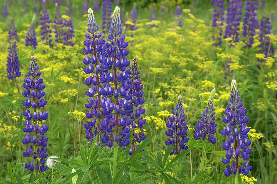 Lupine Buttercups Photograph by White Mountain Images