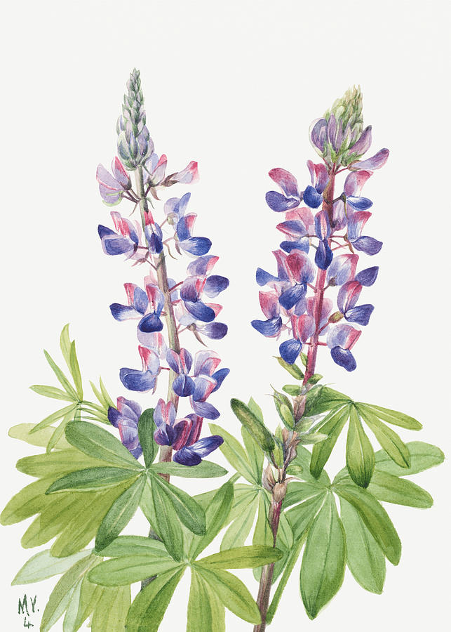 Lupine, by Mary Vaux Walcott Painting by World Art Collective