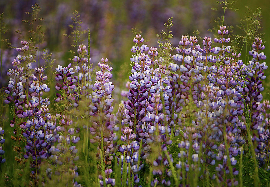 Lupine Photograph by Cheryl Day