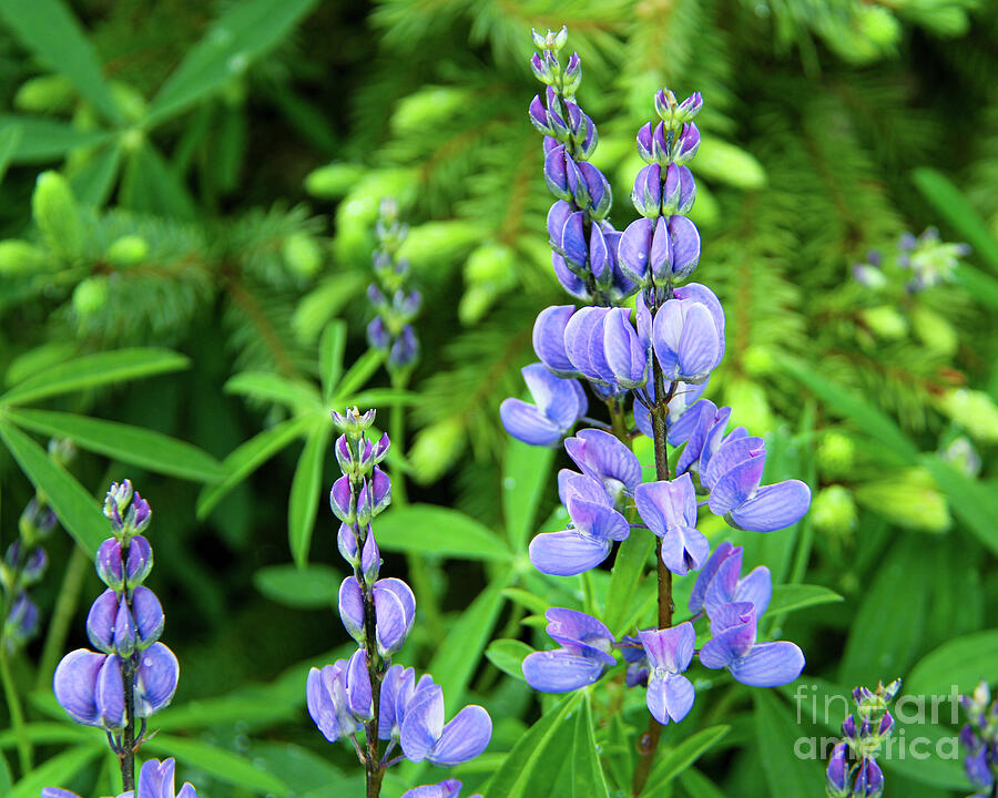Lupine Photograph by Curt Brashear Lupine Photograph by Curt Brashear