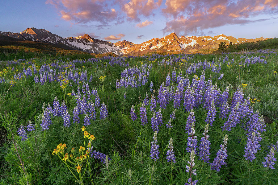Lupine Delight Photograph by Angela Moyer