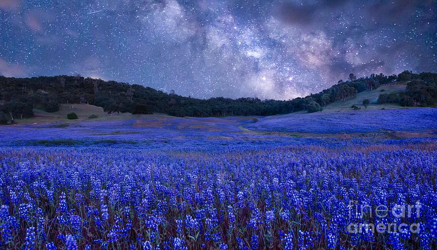 Lupine Dreams Photograph by Leslie Wells