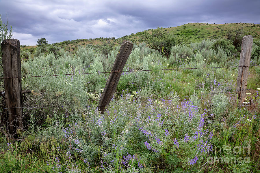 Lupine Fence Photograph