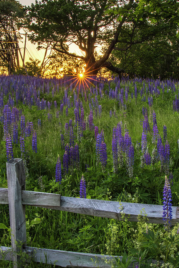 Lupine Fence Sunset Photograph by White Mountain Images